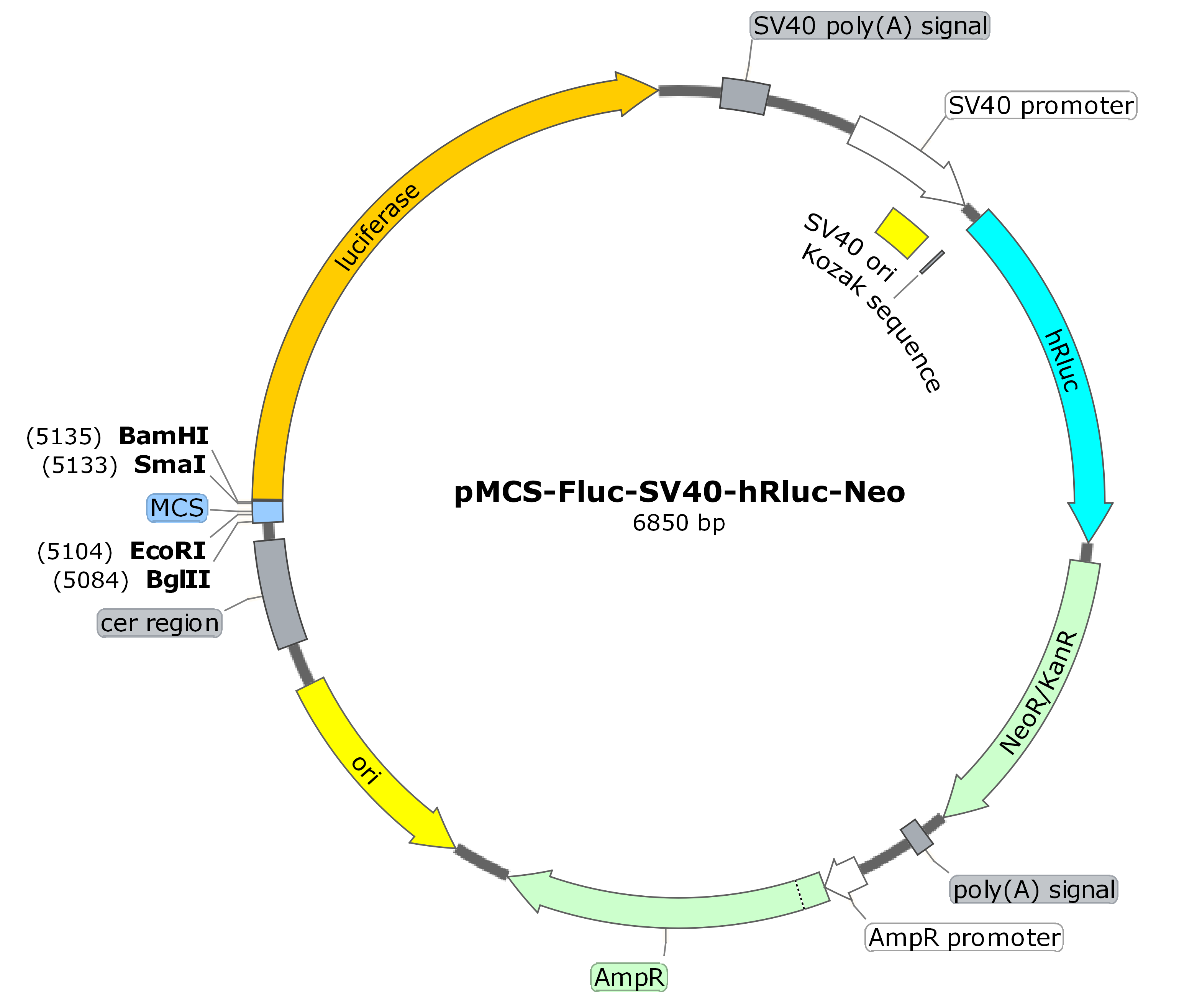 pMCS-Fluc-SV40-hRluc-Neo